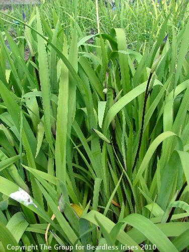 I x robusta Dark Aura - foliage 2